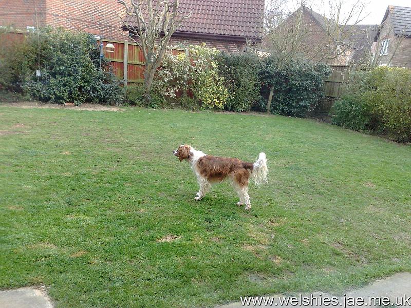 2011-03-20 01.jpg - Stalking pigeons
